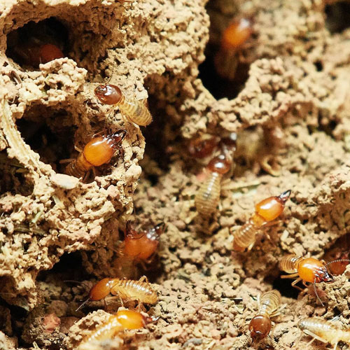 Pest Control Service