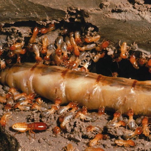 Termite Treatment